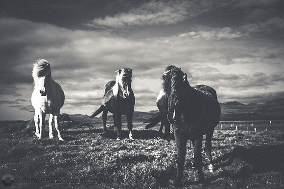 Icelandic Horses
