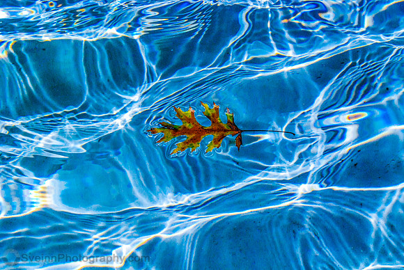 The Lonely Leaf (Florida)