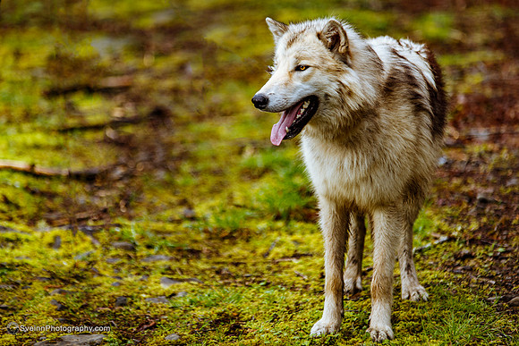 IMG_0113-Edit-watermarkFB