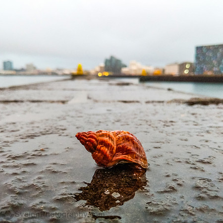 Icelandic Snail