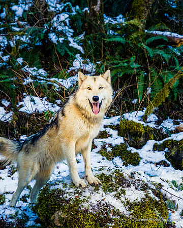 IMG_4322-Edit-watermarkFB