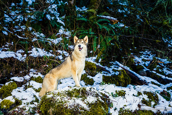IMG_4332-Edit-watermarkFB