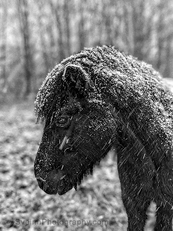 Icelandic Horse Máni