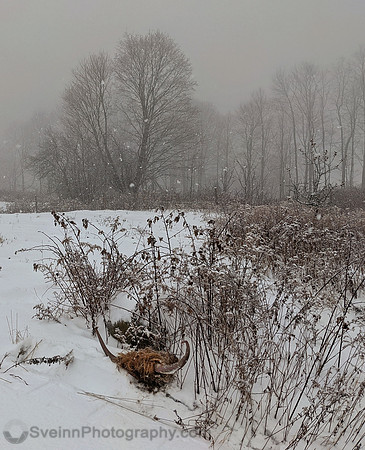 Headless winter