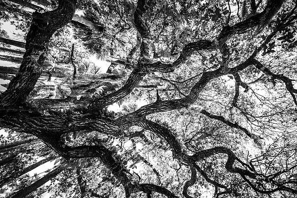 Veins (Florida)
