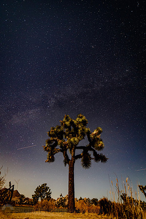 Joshua Tree California