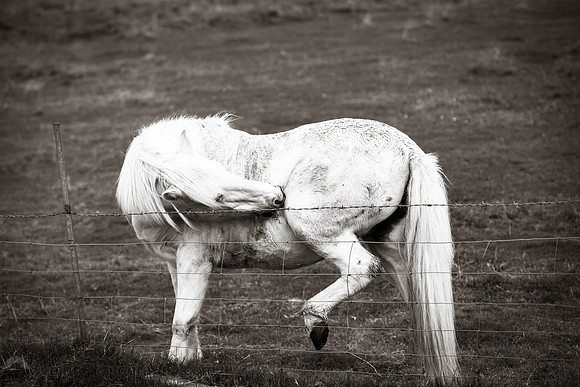 Icelandic Horse