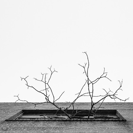 Branches (Maryland)